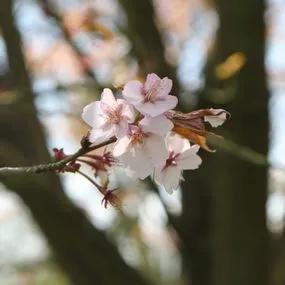 Sargents Japanese Cherry Blossom Tree (Prunus sargentii) 3